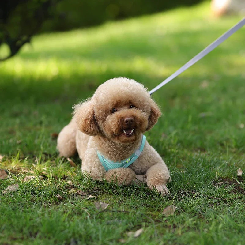 ComfortPaws Harness Set – Adjustable Dog & Cat Walking Harness