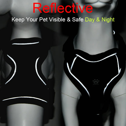 PawTrail Comfort™ – Safer Walks, Happier Adventures