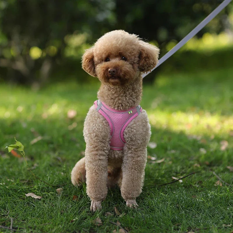 ComfortPaws Harness Set – Adjustable Dog & Cat Walking Harness