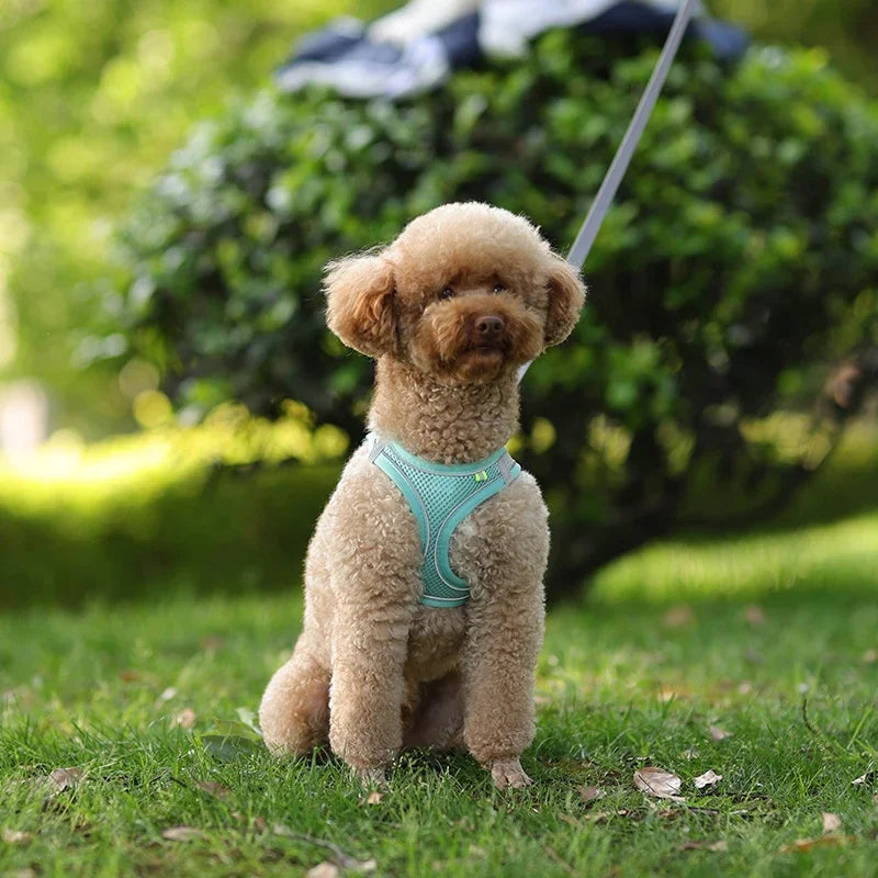 ComfortPaws Harness Set – Adjustable Dog & Cat Walking Harness